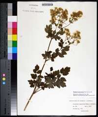 Thalictrum dasycarpum image