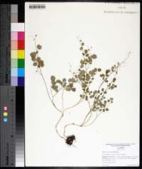 Thalictrum debile image