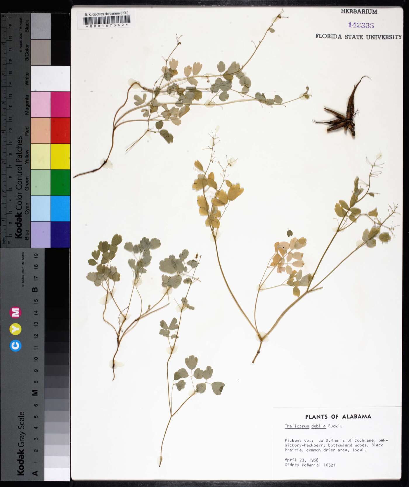 Thalictrum debile image