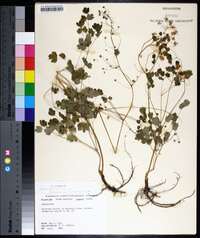 Thalictrum dioicum image