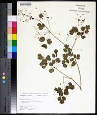 Thalictrum dioicum image