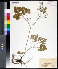 Thalictrum dioicum image