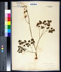 Thalictrum dioicum image