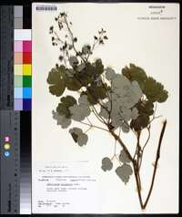 Thalictrum dioicum image