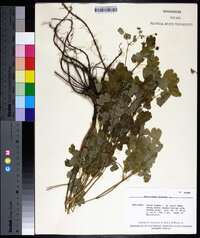 Thalictrum dioicum image