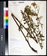 Thalictrum pubescens image