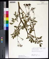 Thalictrum pubescens image