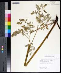 Thalictrum pubescens image