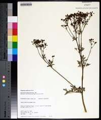 Thalictrum pubescens image