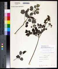 Thalictrum pubescens image