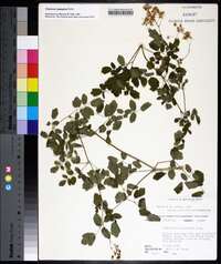 Thalictrum pubescens image