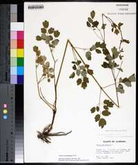 Thalictrum pubescens image