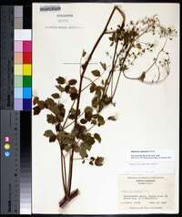 Thalictrum pubescens image