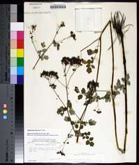 Thalictrum pubescens image