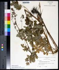 Thalictrum amphibolum image