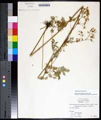 Thalictrum amphibolum image