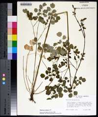 Thalictrum amphibolum image