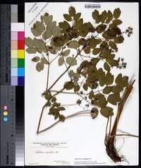 Thalictrum amphibolum image