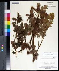 Thalictrum amphibolum image