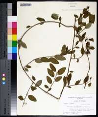 Berchemia scandens image