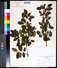 Berchemia scandens image