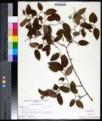 Berchemia scandens image