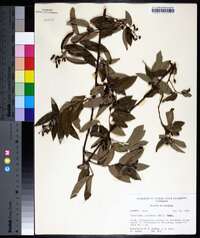 Berchemia scandens image