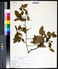 Berchemia scandens image