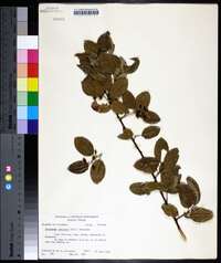 Berchemia scandens image