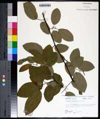 Berchemia scandens image