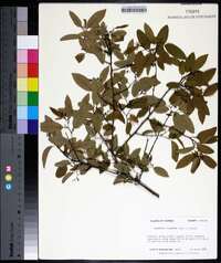 Berchemia scandens image