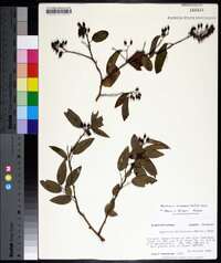 Berchemia scandens image