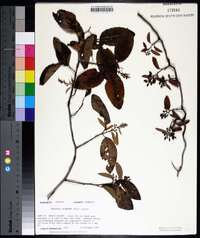 Berchemia scandens image