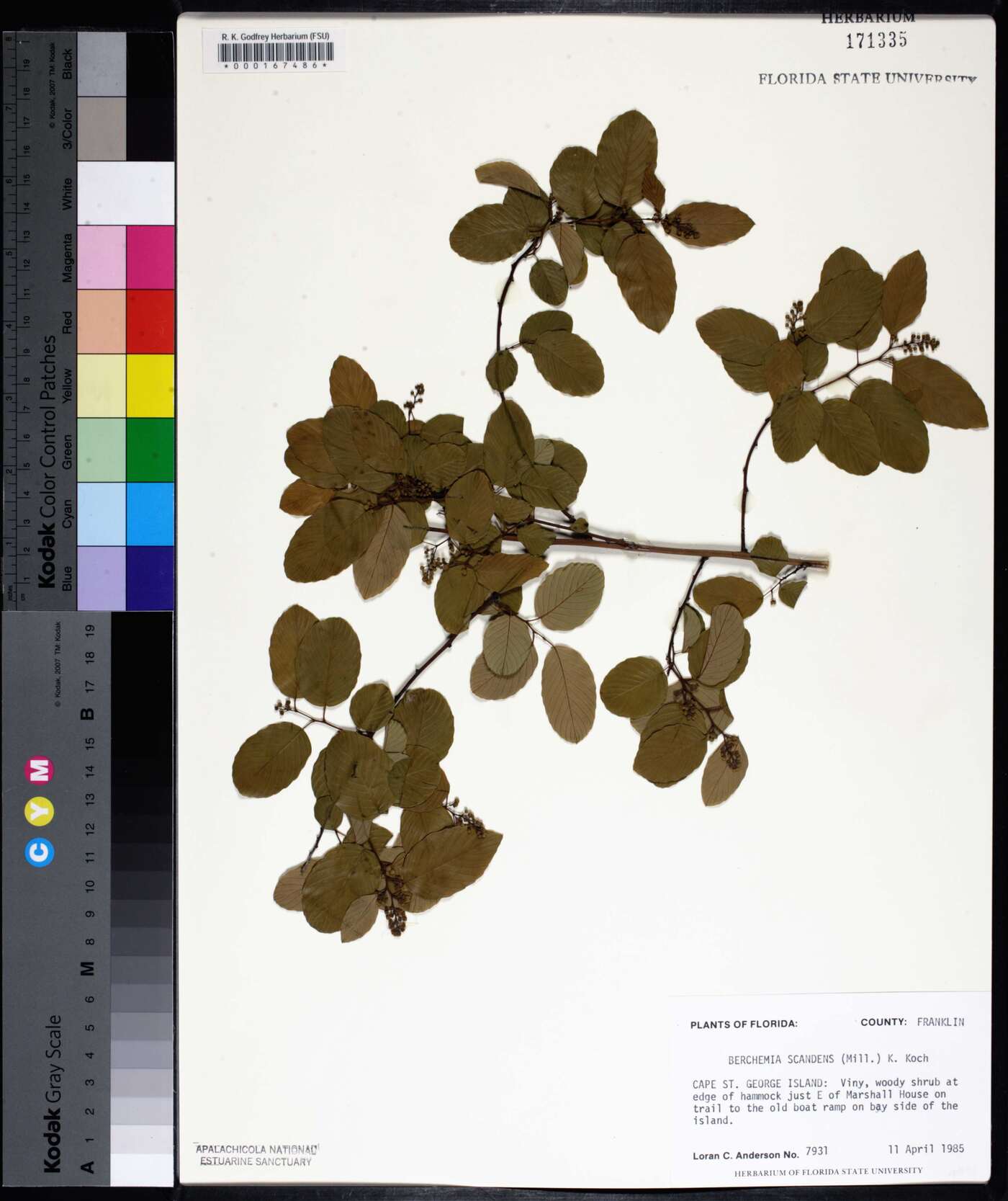 Berchemia scandens image