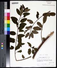 Berchemia scandens image