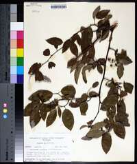 Berchemia scandens image