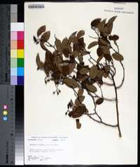 Berchemia scandens image