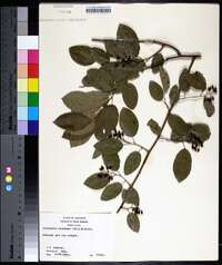 Berchemia scandens image