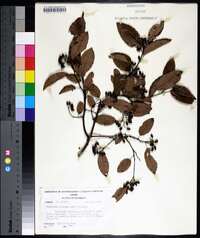 Berchemia scandens image
