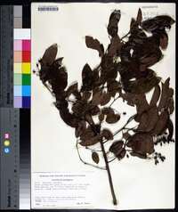 Berchemia scandens image