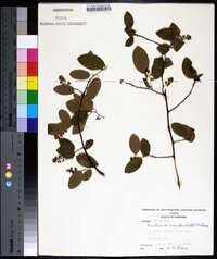 Berchemia scandens image