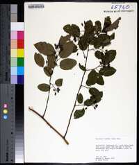 Berchemia scandens image