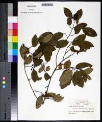 Berchemia scandens image