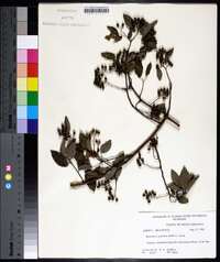 Berchemia scandens image