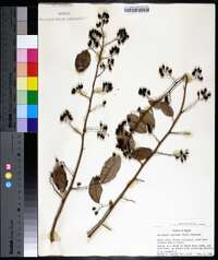 Berchemia scandens image