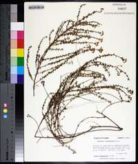 Ceanothus microphyllus image