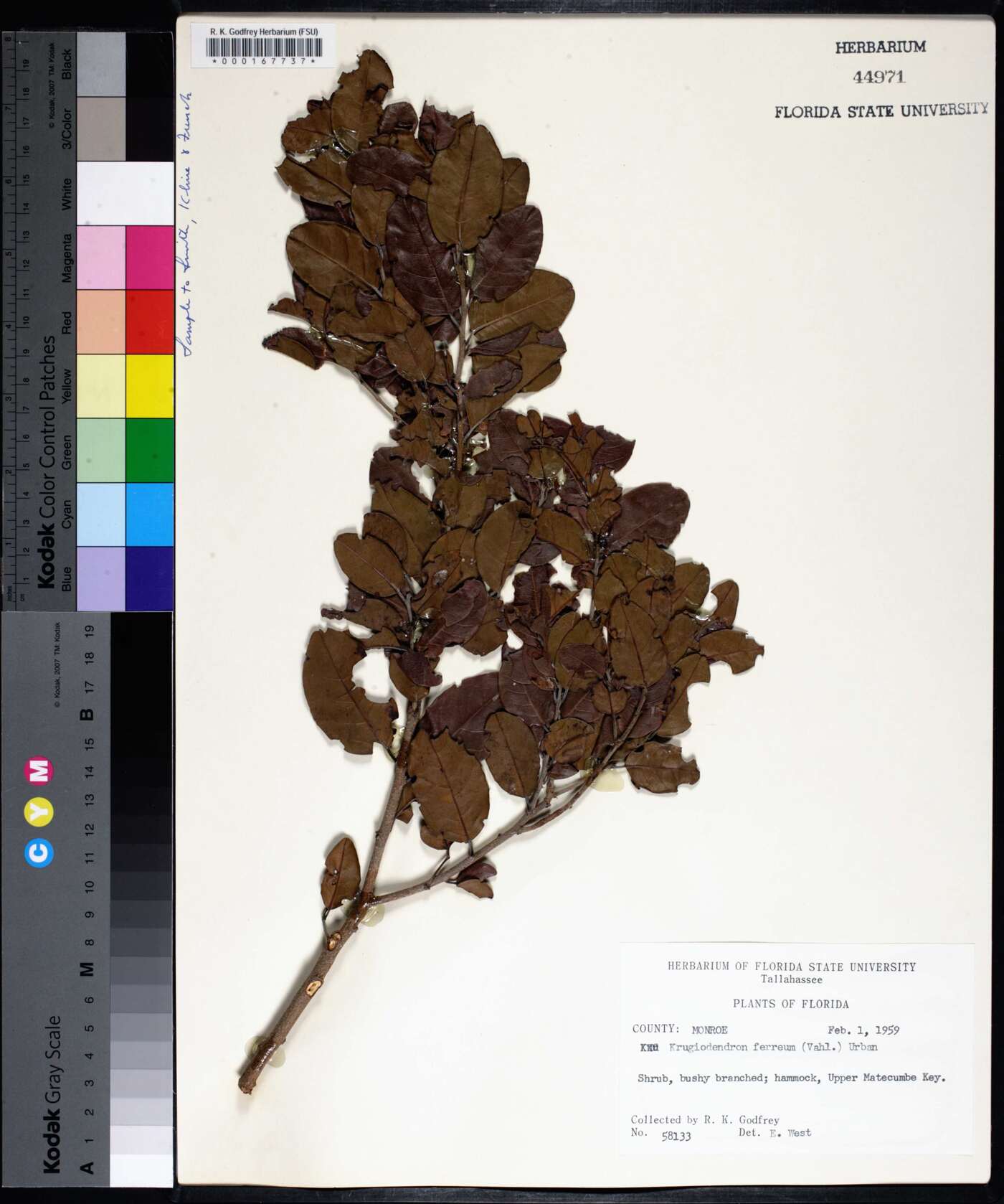 Krugiodendron image