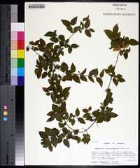 Sageretia minutiflora image