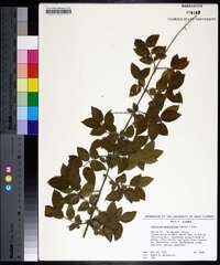 Sageretia minutiflora image