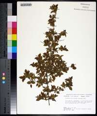 Sageretia minutiflora image